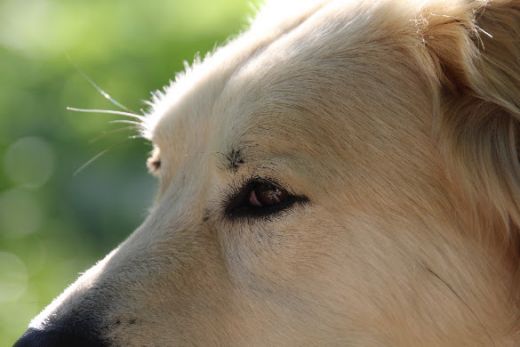 Detailreiches Porträt eines Hundes, das die ruhige und vertraute Atmosphäre ländlicher Tierhaltung zeigt.